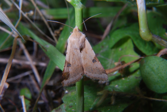 Appartengono alla stessa specie? - S, Heliothis peltigera